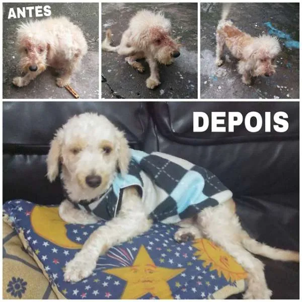 Cachorro ra a Poodle idade 7 a 11 meses nome Jack