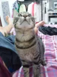 MIA