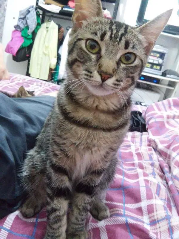 Gato ra a SEM RAÇA idade 7 a 11 meses nome MIA