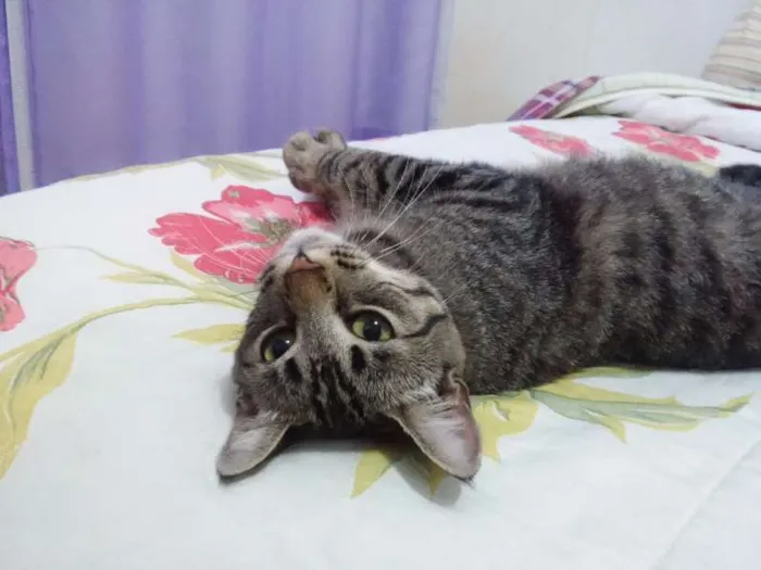 Gato ra a SEM RAÇA idade 7 a 11 meses nome MIA