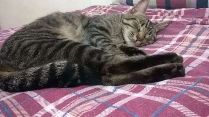 Gato ra a SEM RAÇA idade 7 a 11 meses nome MIA