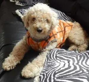 Cachorro raça Poodle idade 7 a 11 meses nome Jack