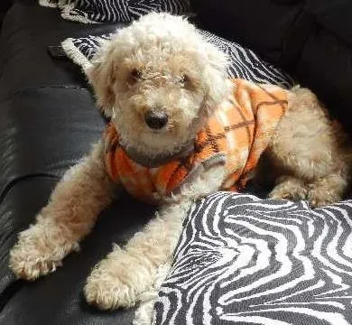 Cachorro ra a Poodle idade 7 a 11 meses nome Jack