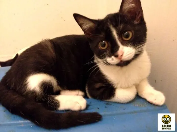 Gato ra a SRD idade 2 a 6 meses nome Tassinha