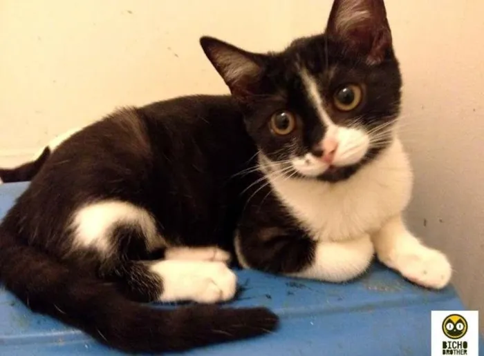 Gato ra a SRD idade 2 a 6 meses nome Tassinha