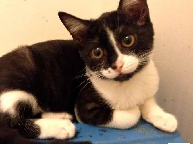 Gato ra a SRD idade 2 a 6 meses nome Tassinha