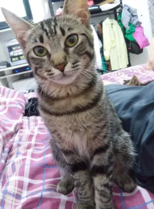Gato raça SEM RAÇA idade 7 a 11 meses nome MIA