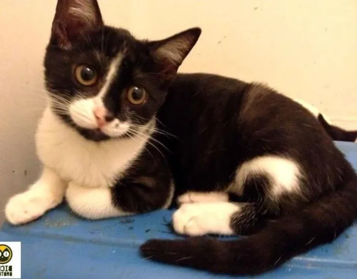 Gato ra a SRD idade 2 a 6 meses nome Tassinha