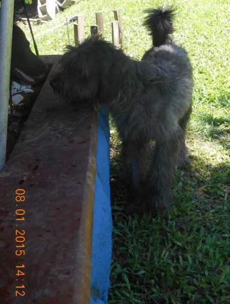 Cachorro ra a Mix de Poodle idade 1 ano nome Dudu