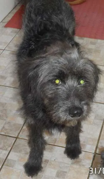Cachorro ra a Mix de Poodle idade 2 anos nome Pluto