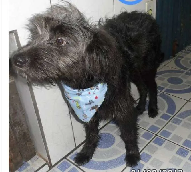 Cachorro ra a Mix de Poodle idade 2 anos nome Pluto