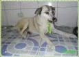 Raposo