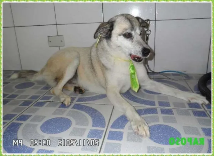 Cachorro ra a Mix de Husk Siberiano idade 3 anos nome Raposo