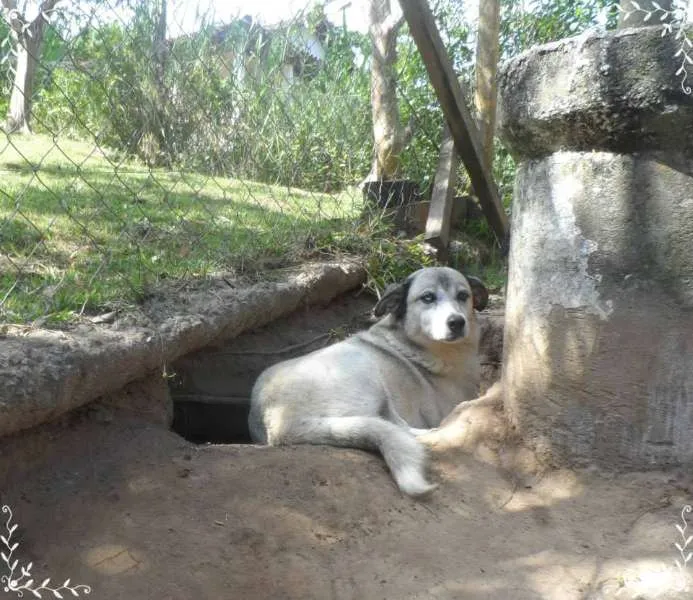 Cachorro ra a Mix de Husk Siberiano idade 3 anos nome Raposo