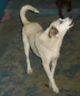 Raposo