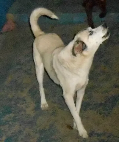 Cachorro ra a Mix de Husk Siberiano idade 3 anos nome Raposo