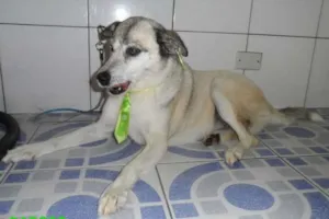 Cachorro raça Mix de Husk Siberiano idade 3 anos nome Raposo