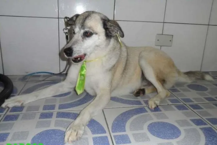 Cachorro ra a Mix de Husk Siberiano idade 3 anos nome Raposo
