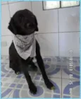 Ricardinho