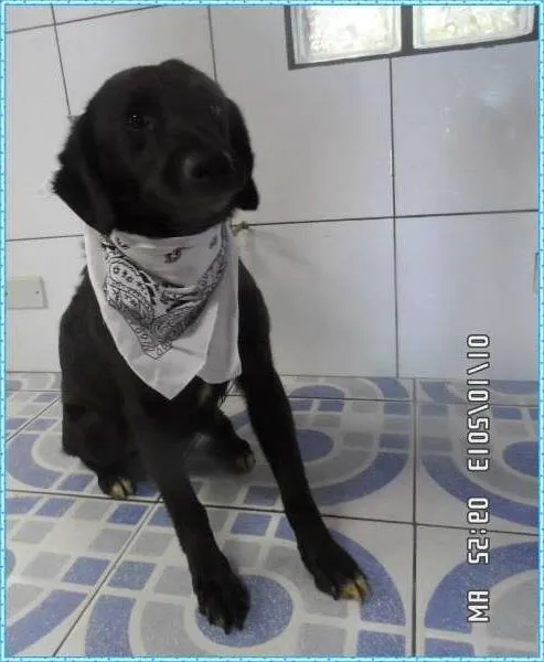 Cachorro ra a SRD idade 2 anos nome Ricardinho