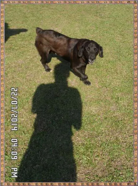 Cachorro ra a SRD idade 2 anos nome Ricardinho