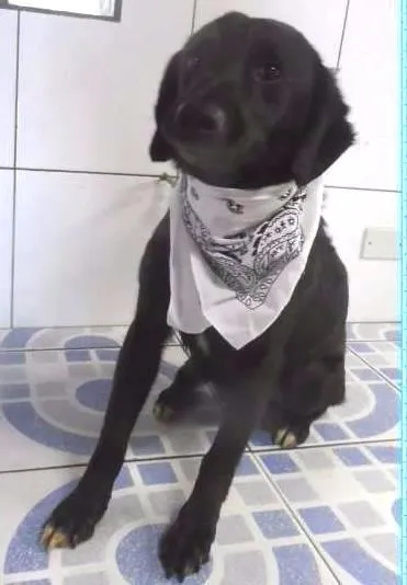 Cachorro ra a SRD idade 2 anos nome Ricardinho