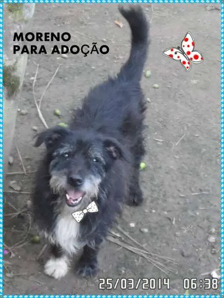 Cachorro ra a SRD idade 3 anos nome Moreno
