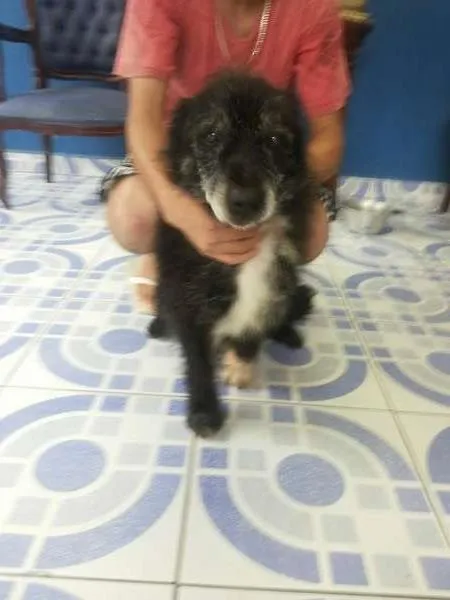 Cachorro ra a SRD idade 3 anos nome Moreno