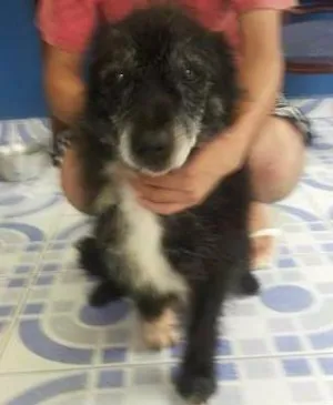 Cachorro raça SRD idade 3 anos nome Moreno