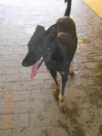 Vitório