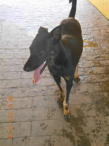 Cachorro ra a SRD idade 2 anos nome Vitório