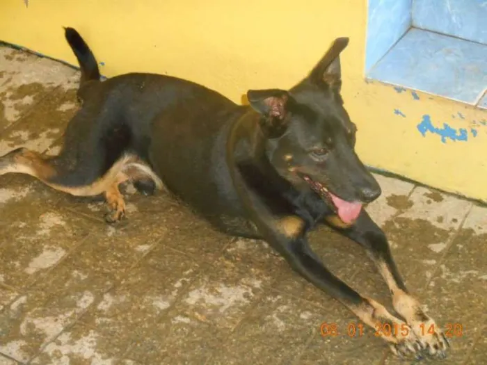 Cachorro ra a SRD idade 2 anos nome Vitório