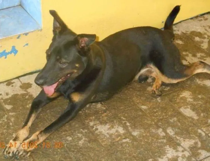 Cachorro ra a SRD idade 2 anos nome Vitório