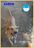 Hamom
