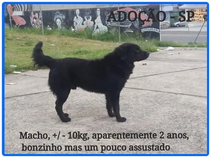 Cachorro ra a vira lata idade 2 anos nome Julieta/Bob/ Zeca /