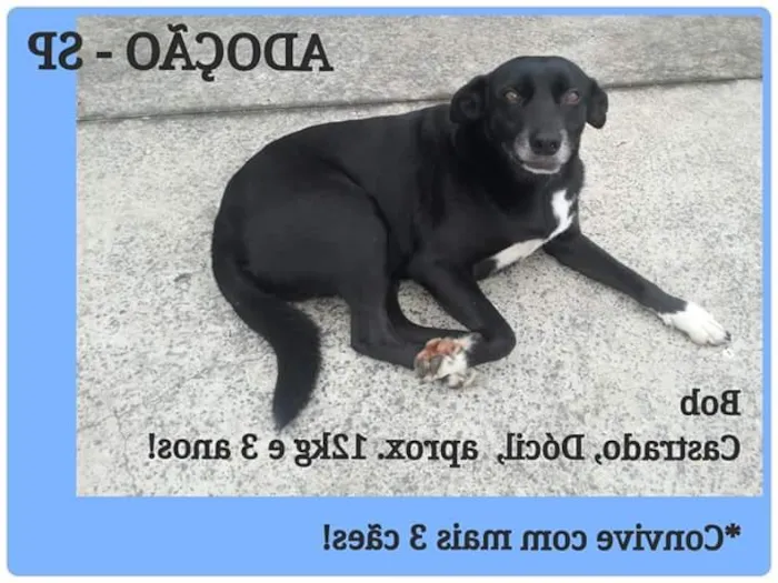 Cachorro ra a vira lata idade 2 anos nome Julieta/Bob/ Zeca /