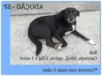 Julieta/Bob/ Zeca /