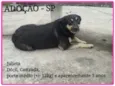 Julieta/Bob/ Zeca /