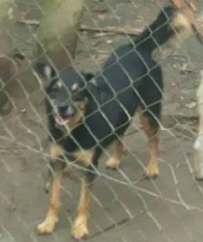 Cachorro raça SRD idade 3 anos nome Jorge
