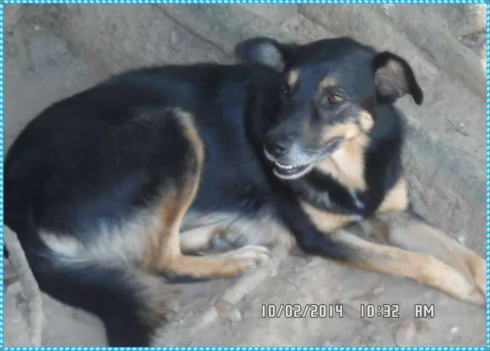 Cachorro ra a SRD idade 3 anos nome Jorge