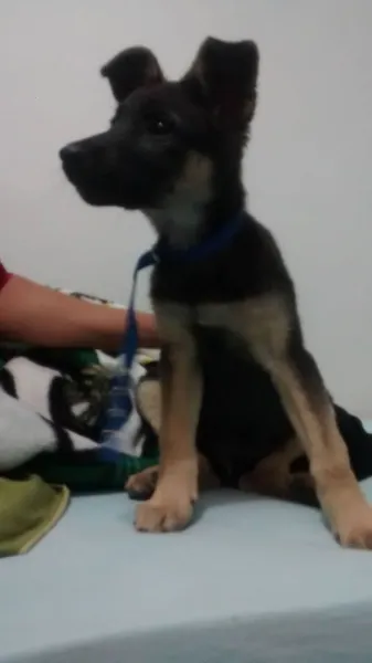 Cachorro raça VIRA LATA idade 2 a 6 meses nome SEXTA FEIRA