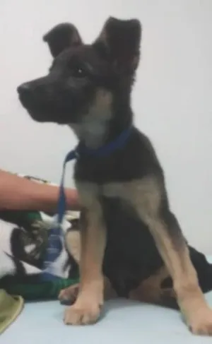 Cachorro raça VIRA LATA idade 2 a 6 meses nome SEXTA FEIRA