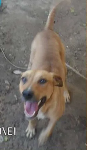 Cachorro raça SRD idade 2 anos nome Hamom
