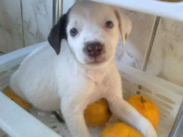 Cachorro raça sem definição idade Abaixo de 2 meses nome Mimosa