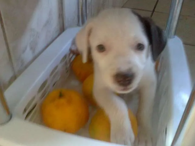 Cachorro raça sem definição idade Abaixo de 2 meses nome Mimosa