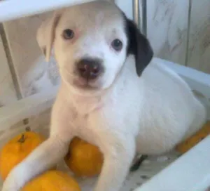 Cachorro raça sem definição idade Abaixo de 2 meses nome Mimosa
