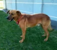 Amarelo