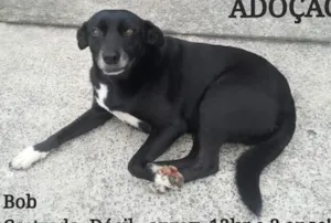 Cachorro raça vira lata idade 2 anos nome Julieta/Bob/ Zeca /