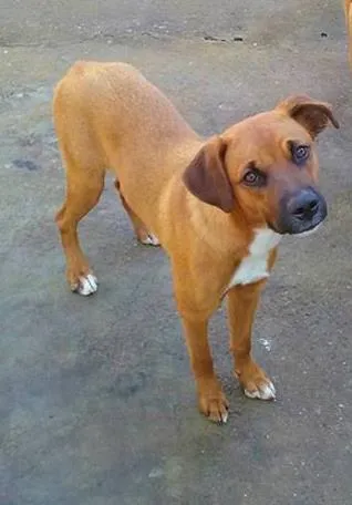 Cachorro ra a viralata idade 7 a 11 meses nome lorena