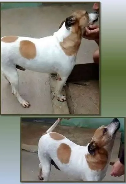 Cachorro ra a SRD idade 4 anos nome Spike